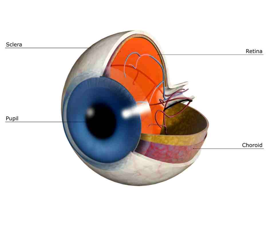 eye anatomy